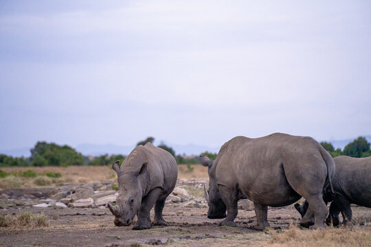 View of white rhinoceroses grazing in the savanna of Ol Pejeta Conservancy in Nanyuki, Laikipia County, Kenya.