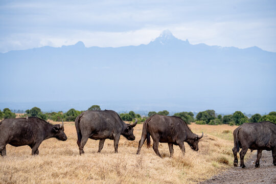 View of African buffaloes grazing in the dry savanna of Ol Pejeta Conservancy with Mount Kenya in the background Nanyuki, Laikipia County, Kenya.