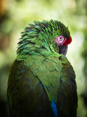 Naklejka premium Peroquet dans le parc des mamelles en guadeloupe