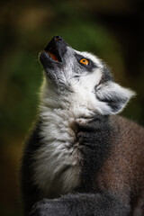 Naklejka premium Lémurien dans un jardin zoologique du parc des mamelles en guadeloupe