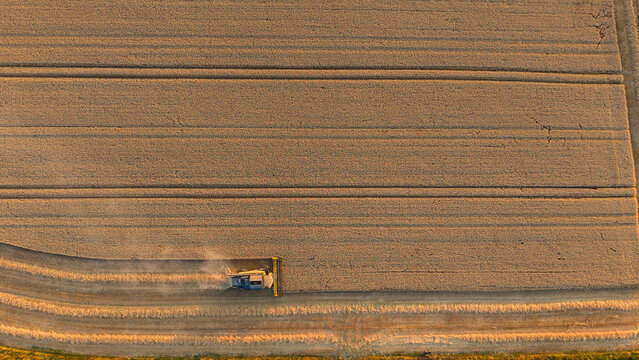 Aerial view of a combine harvester working in a golden wheat field during harvest season in Enderby, England, United Kingdom.