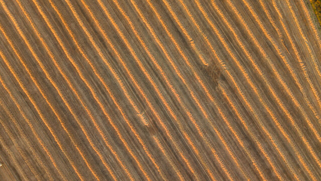 Aerial view of golden harvested fields with diagonal rows of stubble illuminated by warm sunlight in Enderby, England, United Kingdom.