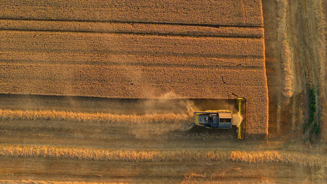 Aerial view of a combine harvester working in a golden wheat field during harvest season in Enderby, England, United Kingdom.