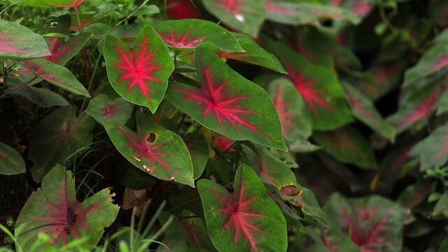 Close-up view of lush green caladium leaves featuring striking pink-red veins and natural leaf patterns. The colorful foliage creates a vibrant botanical scene suitable for gardening, landscaping