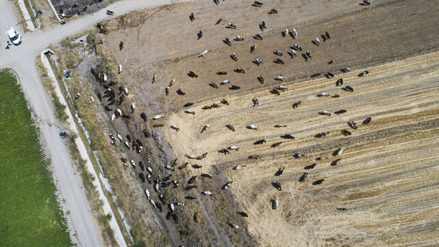 Aerial view of a herd of cattle grazing in the fields near Sugla Lake in Ahirli, Konya, Turkiye.