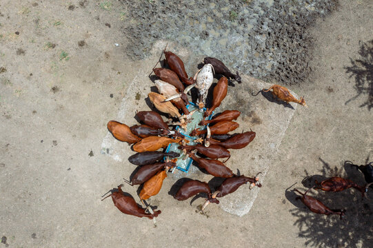 Aerial view of cattle drinking from a water trough in a dry, dusty field, Kapelebyong, Eastern Region, Uganda.