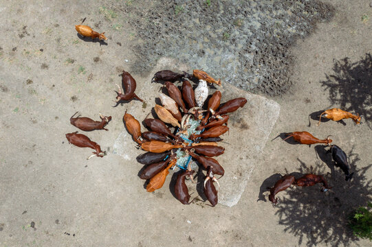 Aerial view of cattle gathered around a water trough in the dry landscape of Kapelebyong, Eastern Region, Uganda.