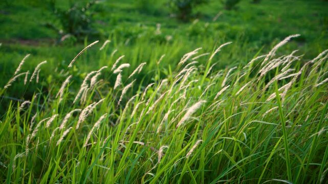 Green Grass Field with Fluffy Wild Grass Flowers Swaying in the Wind, Golden Sunlight Through Meadow Grass in Spring Summer Season, Close-Up Nature Footage