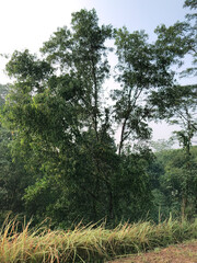 Fototapeta premium Dense tropical woodland covers a green hillside with layered trees and wild grass, ideal for nature, ecology, conservation, climate, and outdoor background concepts.