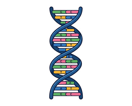 Detailed illustration of a double helix DNA molecule with visible base pairs in blue and red colors against a white background symbolizing genetic code and scientific research