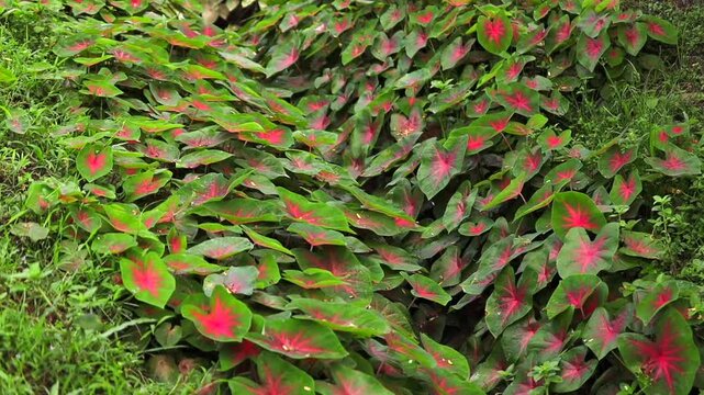 Vibrant caladium plants with green leaves and striking pink and red patterns growing densely in a lush garden. The colorful tropical foliage creates a natural background suitable for gardening