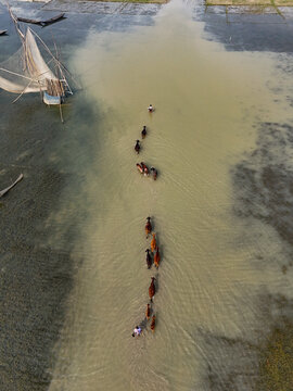 Aerial view of a herd of cattle wading through shallow river water led by a person, with traditional fishing nets visible in the background in Kushtia, Khulna Division, Bangladesh.