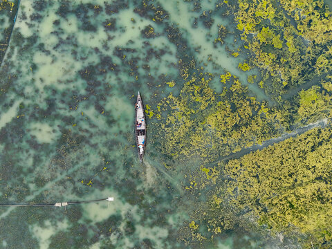 Aerial view of a traditional wooden boat navigating through shallow, algae-covered waters in a rural wetland area in Kushtia, Khulna Division, Bangladesh.