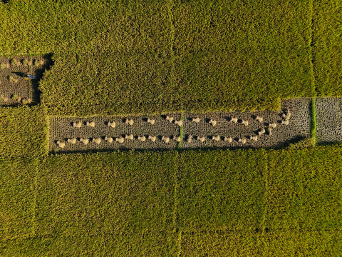 Aerial view of harvested rice bundles arranged in rows within a lush green paddy field in Kushtia, Khulna Division, Bangladesh.