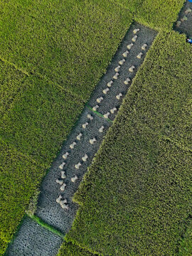 Aerial view of harvested rice bundles arranged in rows within a lush green paddy field in Kushtia, Khulna Division, Bangladesh.