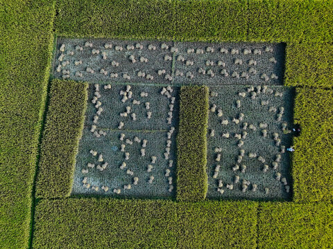 Aerial view of vibrant green rice fields featuring geometric patterns of harvested crops and stubble, captured from a high angle in Kushtia, Khulna Division, Bangladesh.