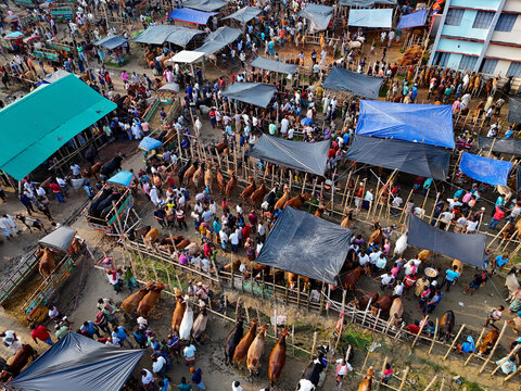 Aerial view of a busy cattle market with numerous cows in pens and crowds of people gathering for trade in Kushtia, Khulna Division, Bangladesh.