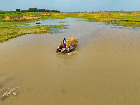Aerial view of a farmer transporting a large load of hay on a wooden cart pulled by two water buffaloes through shallow floodwaters in Kushtia, Khulna Division, Bangladesh.