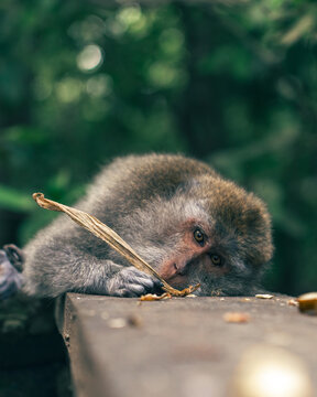 View of a long-tailed macaque resting on a wooden surface in the Monkey Forest with lush green foliage in the background in Kecamatan Ubud, Bali, Indonesia.