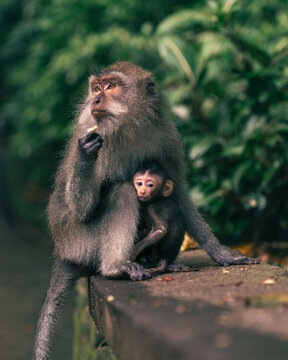 View of a long-tailed macaque mother holding her baby while eating in the Sacred Monkey Forest Sanctuary in Kecamatan Ubud, Bali, Indonesia.