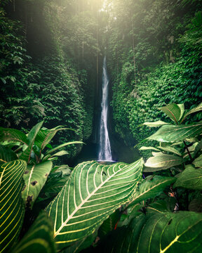 View of Leke Leke Waterfall cascading down a lush tropical cliffside surrounded by dense green foliage and vibrant leaves in the foreground in Kecamatan Baturiti, Bali, Indonesia.