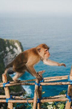 View of a macaque monkey perched on a rustic wooden fence with blue ocean waves and coastal cliffs in the background at Kelingking Beach, Nusa Penida, Bali, Indonesia.