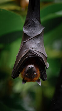 View of a flying fox hanging upside down with wet fur against a lush green background in Bali, Indonesia.