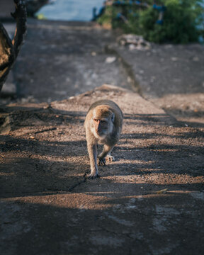 View of a long-tailed macaque walking on a paved path near Kelingking Beach in Nusa Penida, Bali, Indonesia.