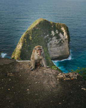 View of a long-tailed macaque sitting on a cliff edge overlooking the iconic rock formation of Kelingking Beach with turquoise ocean waters in Nusa Penida, Bali, Indonesia.