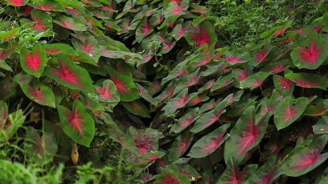 Dense caladium plants with vibrant green leaves and striking pink-red patterns growing in a lush garden. The colorful foliage creates a rich tropical background suitable for gardening, landscaping