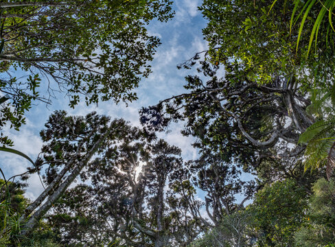Kahikatea, Dacrycarpus dacrydioides, Blick senkrecht nach oben in Baumkronen des Sumpfwaldes, Ship Creek, Westcoast, Suedinsel, Neuseeland, Astelia Aufsitzerpflanzen im Geaest, Froschperspektive
