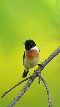 Close-up portrait of a striking male stonechat bird with a black head and orange breast, perched on a dry diagonal branching twig against a smooth vibrant yellow-green nature bokeh background.