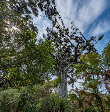 Kahikatea, Dacrycarpus dacrydioides, Blick senkrecht nach oben in Baumkronen des Sumpfwaldes, Ship Creek, Westcoast, Suedinsel, Neuseeland, Astelia Aufsitzerpflanzen im Geaest, Froschperspektive