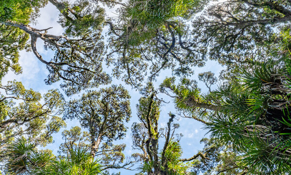 Kahikatea, Dacrycarpus dacrydioides, Blick senkrecht nach oben in Baumkronen des Sumpfwaldes, Ship Creek, Westcoast, Suedinsel, Neuseeland, Astelia Aufsitzerpflanzen im Geaest, Froschperspektive