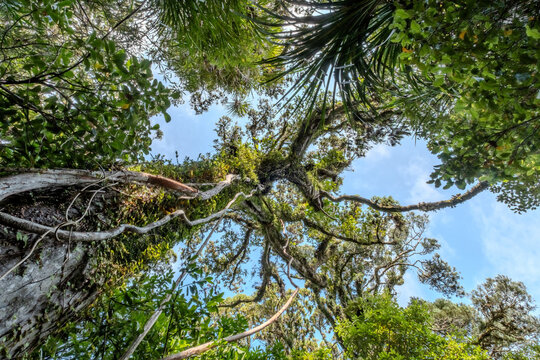 Kahikatea, Dacrycarpus dacrydioides, Blick senkrecht nach oben in Baumkronen des Sumpfwaldes, Ship Creek, Westcoast, Suedinsel, Neuseeland, Astelia Aufsitzerpflanzen im Geaest, Froschperspektive