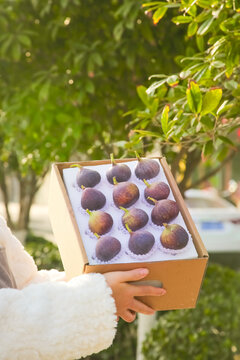 Fresh Yunnan Figs in Wooden Box - Ripe Purple Red Fruit Harvest Ready for Market
