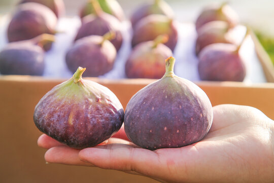 Fresh Ripe Purple Figs in Hand at Farmers Market Display