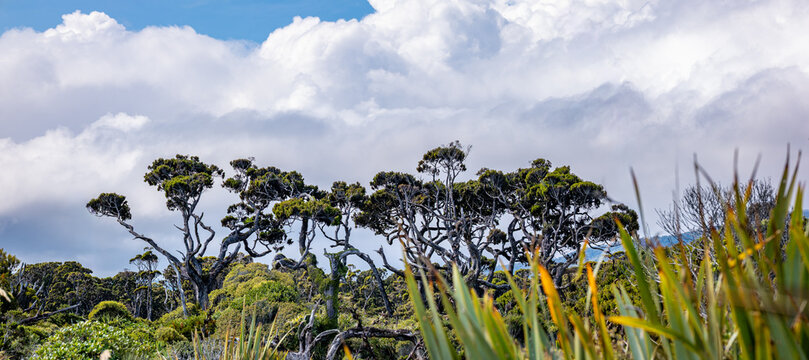 Windgeformte Baumsilhouetten am Waldrand, Ship Creek, Westcoast, Suedinsel, Neuseeland, verwitterte Aeste vor dramatischem Wolkenhimmel, Flachsblaetter im Vordergrund