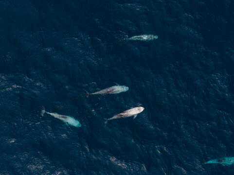 Aerial view of sperm whales swimming in the deep blue Atlantic Ocean near the coast of Sao Miguel, Azores, Portugal.