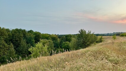 Naklejka premium Scenic rural landscape with grassy hill and green forest at sunset photo. Dry field grass on hill slope with dense trees and soft pink sunset sky, peaceful nature background