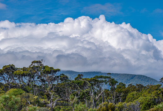 Windgeformte Baumsilhouetten am Waldrand, Ship Creek, Westcoast, Suedinsel, Neuseeland, verwitterte Aeste vor dramatischem Wolkenhimmel, Flachsblaetter im Vordergrund