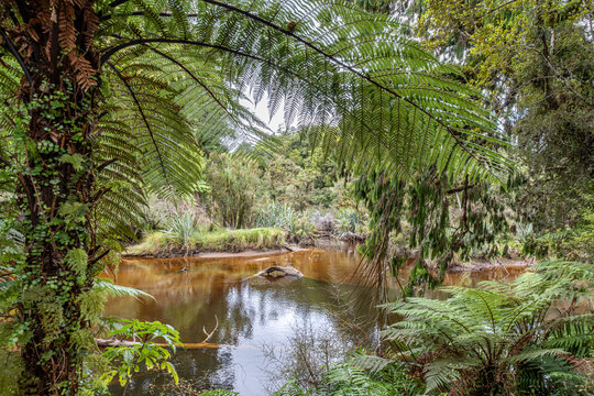 Ship Creek, teefarbenes Wasser gerahmt von ueberhaengenden Baumfarnen, Sumpfwald mit Flachs am Ufer, Westcoast, Suedinsel, Neuseeland, Spiegelung im ruhigen Bachlauf