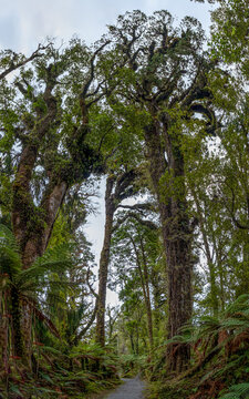 Kahikatea Sumpfwald mit hohen Baumriesen und Baumfarnen, gerader Wanderweg fuehrt durch den Regenwald, Ship Creek, Westcoast, Suedinsel, Neuseeland, Froschperspektive nach oben