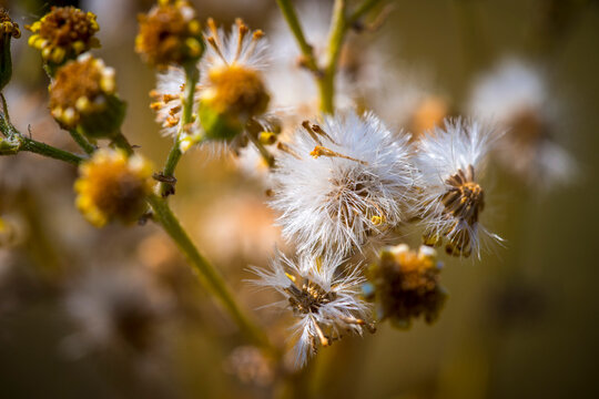 Macro photograph of mature wildflower seed heads with delicate white pappus fibers ready for wind dispersal