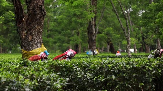 Dibrugarh, Assam, India &ndash; 7 August 2026: Tea plantation workers harvest tea leaves among rows of lush tea bushes. Workers carry large collection bags while working