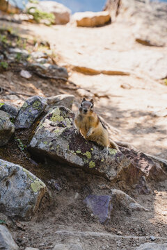 View of a golden-mantled ground squirrel standing on a lichen-covered rock along a hiking trail in Lake Louise, Alberta, Canada.