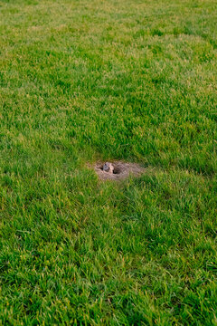 View of a small gopher peeking out from its burrow in a lush green grassy field in Brandon, Manitoba, Canada.