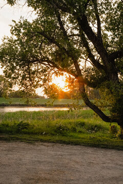 View of a large tree with lush green leaves framing a sunset over a calm river with grassy banks and a dirt path in the foreground in Brandon, Manitoba, Canada.