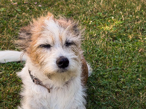 Ein vom Wind zersauster Terrier Hund liegt im Garten. Haustier, alt, Sommer.