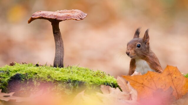 View of a red squirrel looking at a mushroom on a mossy log with autumn leaves in the foreground in New York, United States.